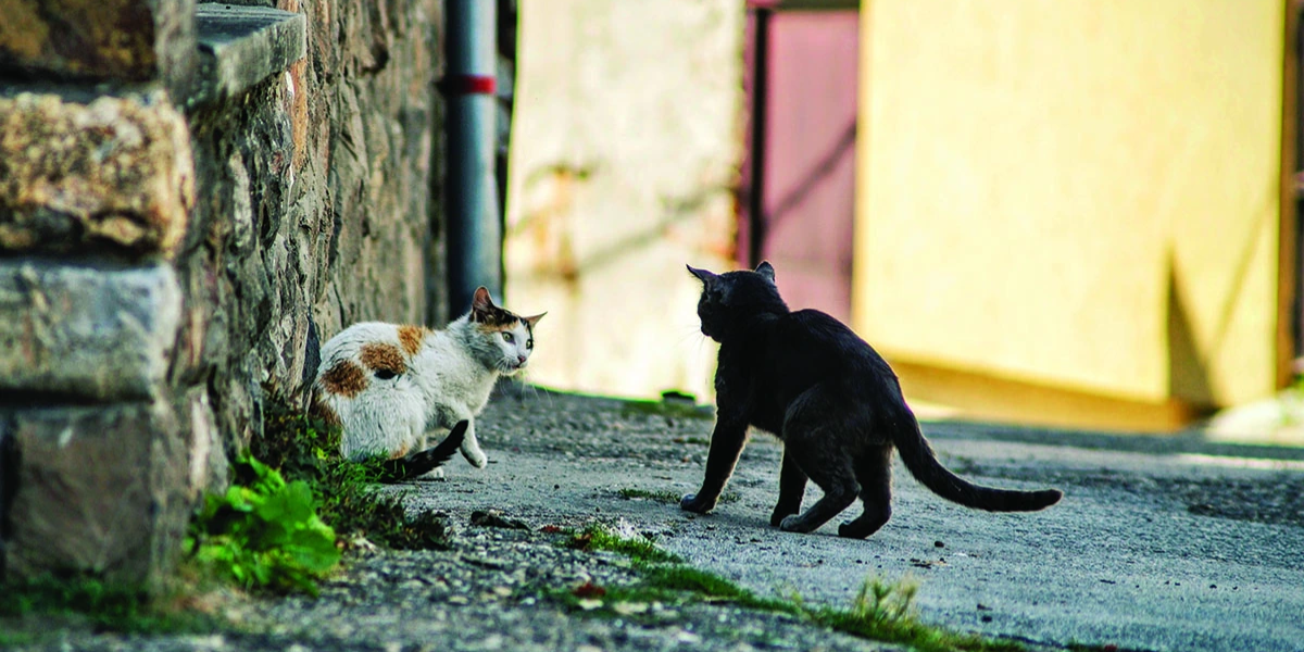 Blog-odpuzovac-kocek-2